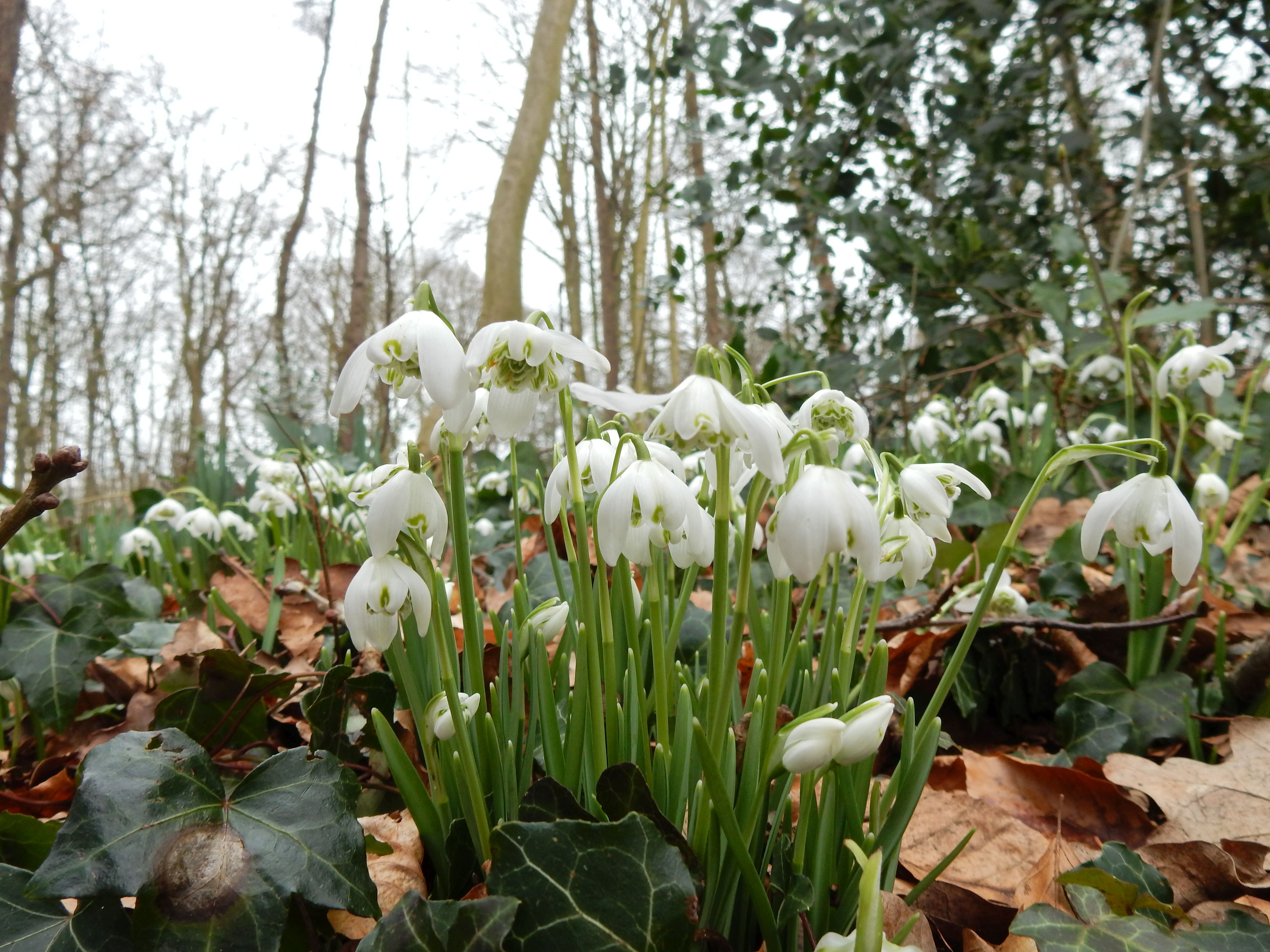 Galanthus nivalis f. pleniflorus (door Peter Meininger)