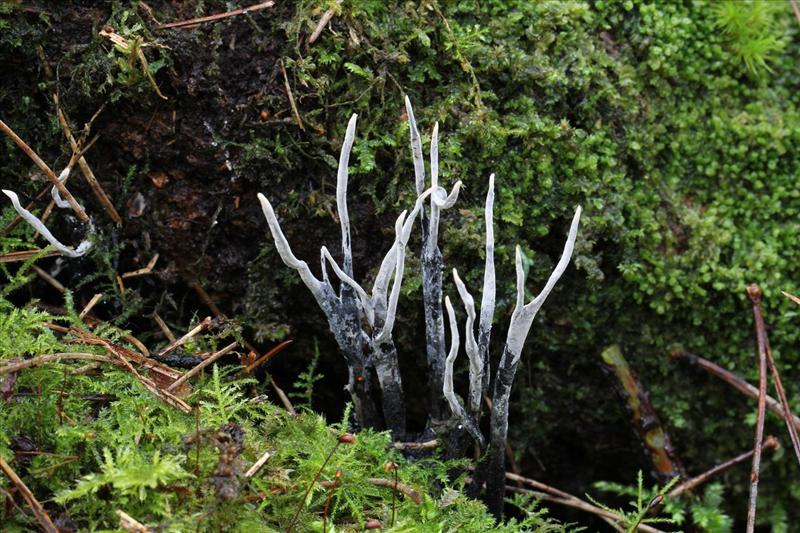 Xylaria hypoxylon (door Bas de Maat)