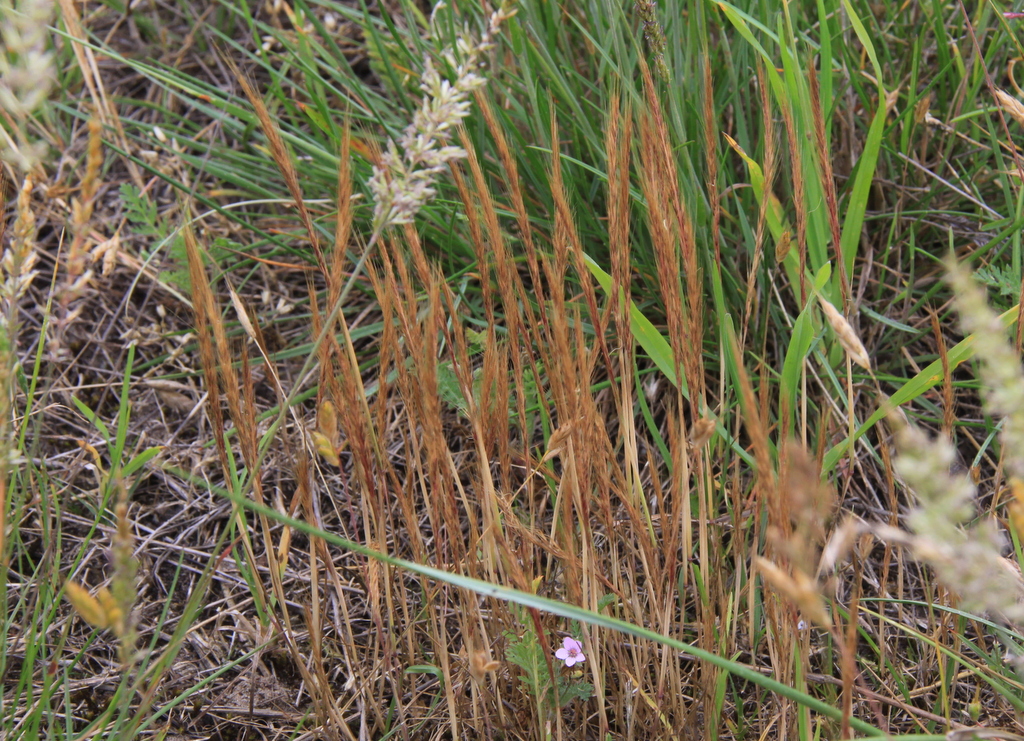 Vulpia ciliata subsp. ciliata (door Peter Meininger)