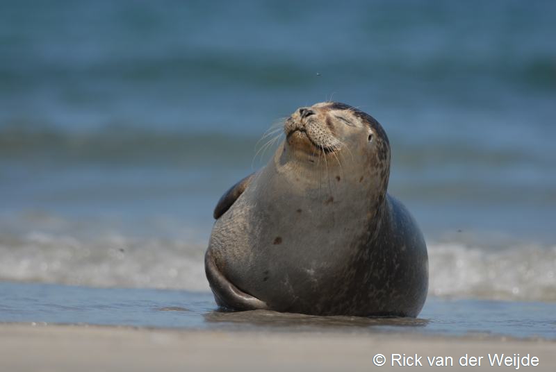 Phoca vitulina (door Rick van der Weijde)