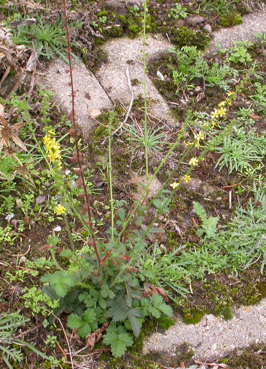 Agrimonia eupatoria (door Peter Meininger)