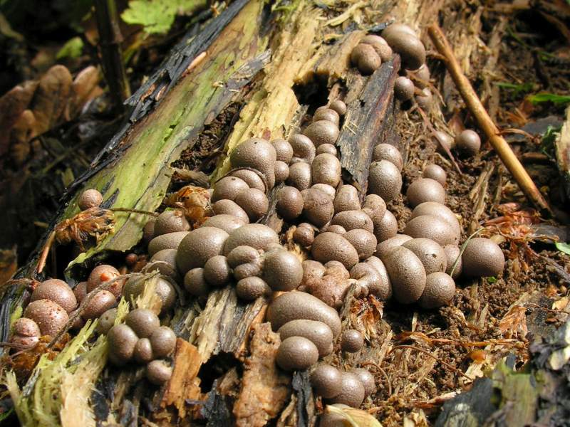 Lycogala epidendrum sl, incl. alisaulianovae, irregulare, leopardinum, maculatum, olearium, palianytsia, roseosporum, succineum (door Marian Jagers)