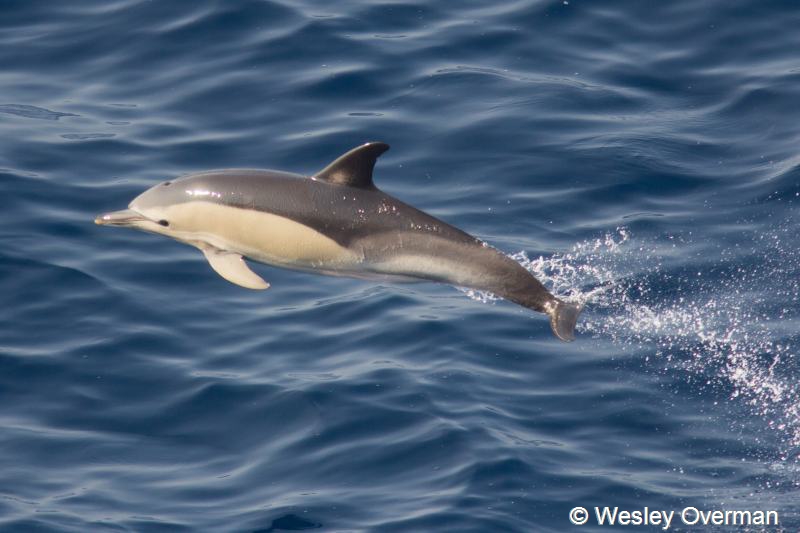 Delphinus delphis (door Wesley Overman)