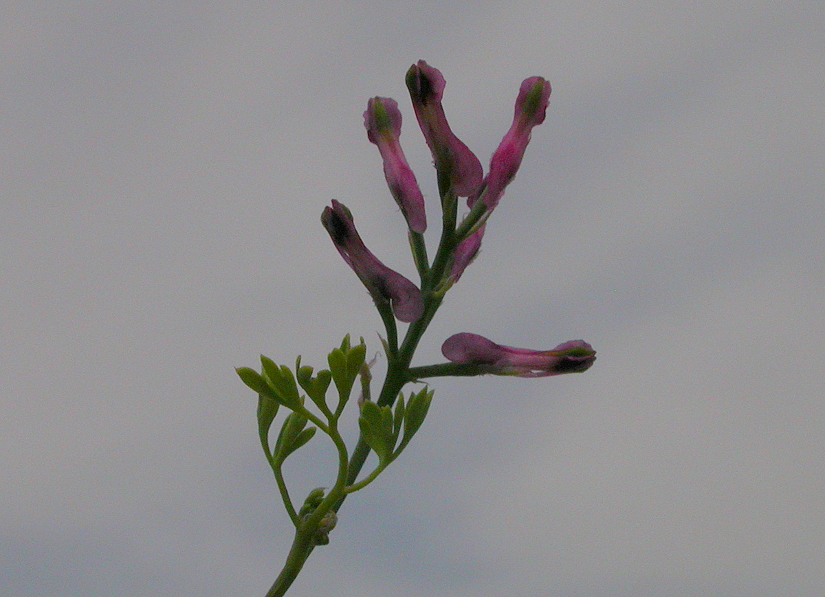 Fumaria officinalis (door Peter Meininger)