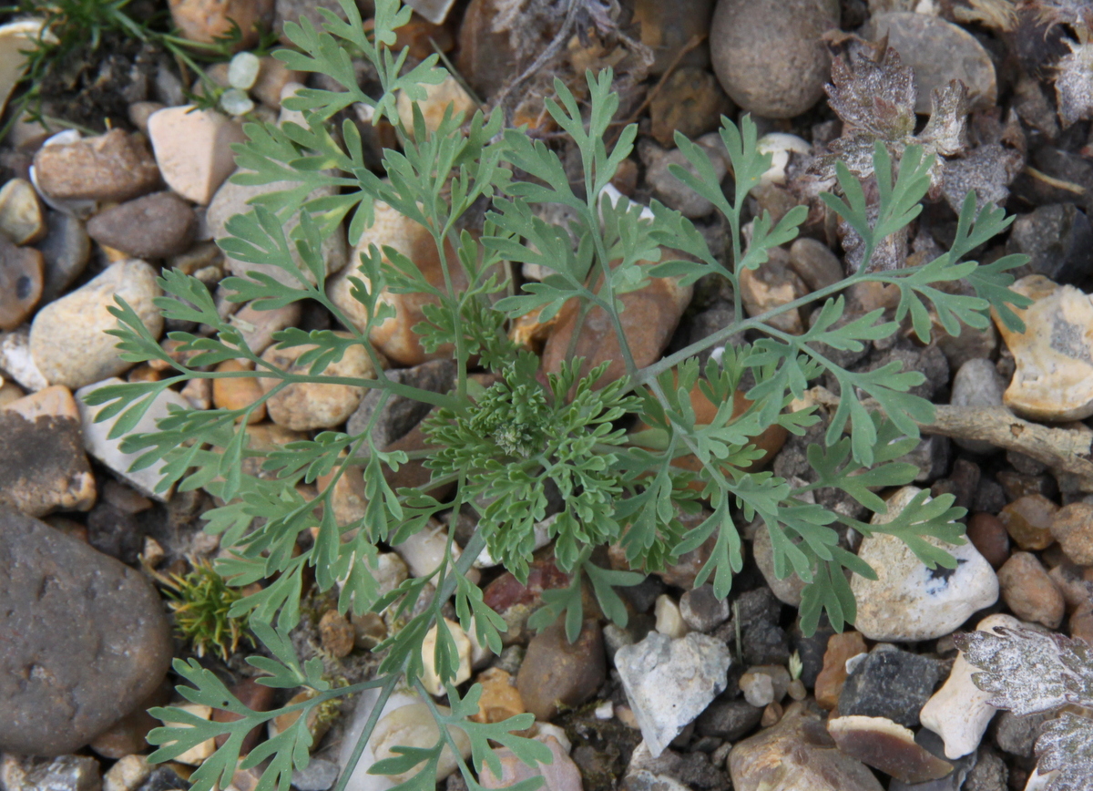 Fumaria officinalis (door Peter Meininger)