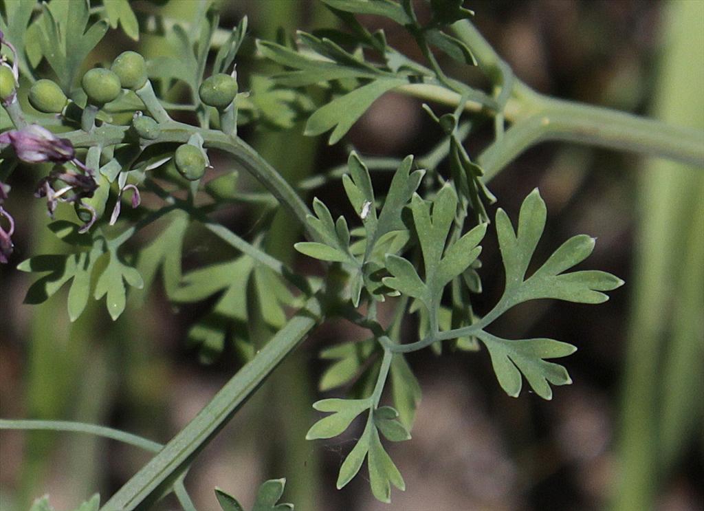 Fumaria officinalis (door Peter Meininger)