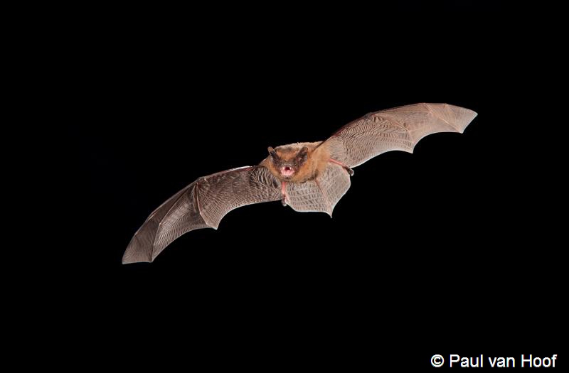 Pipistrellus pipistrellus (door Paul van Hoof)