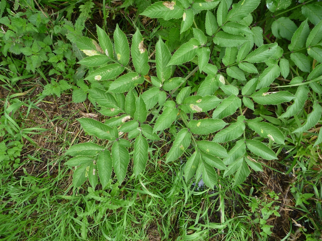 Angelica sylvestris (door Cor Nonhof)