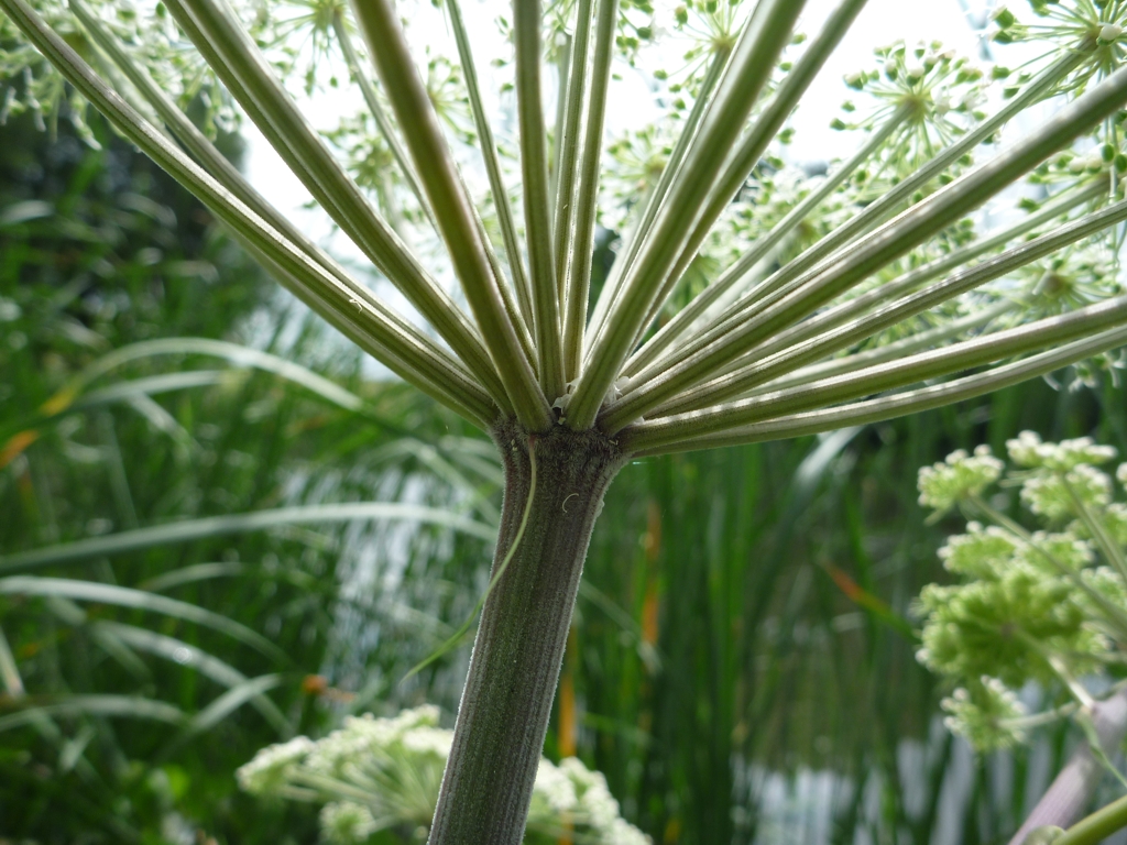 Angelica sylvestris (door Cor Nonhof)