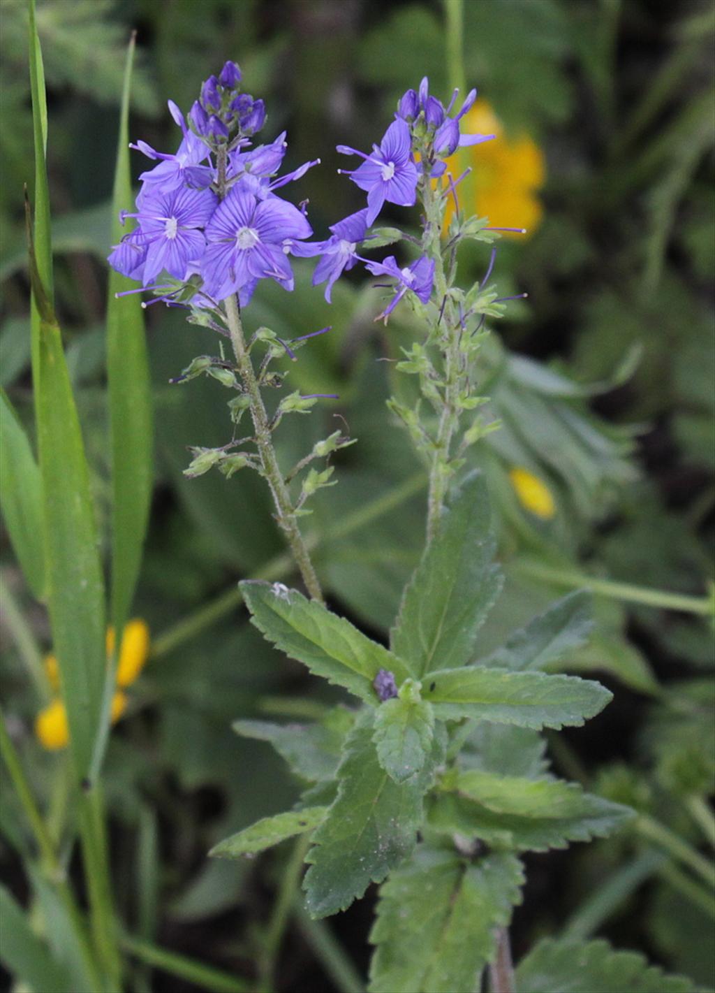 Veronica austriaca (door Peter Meininger)