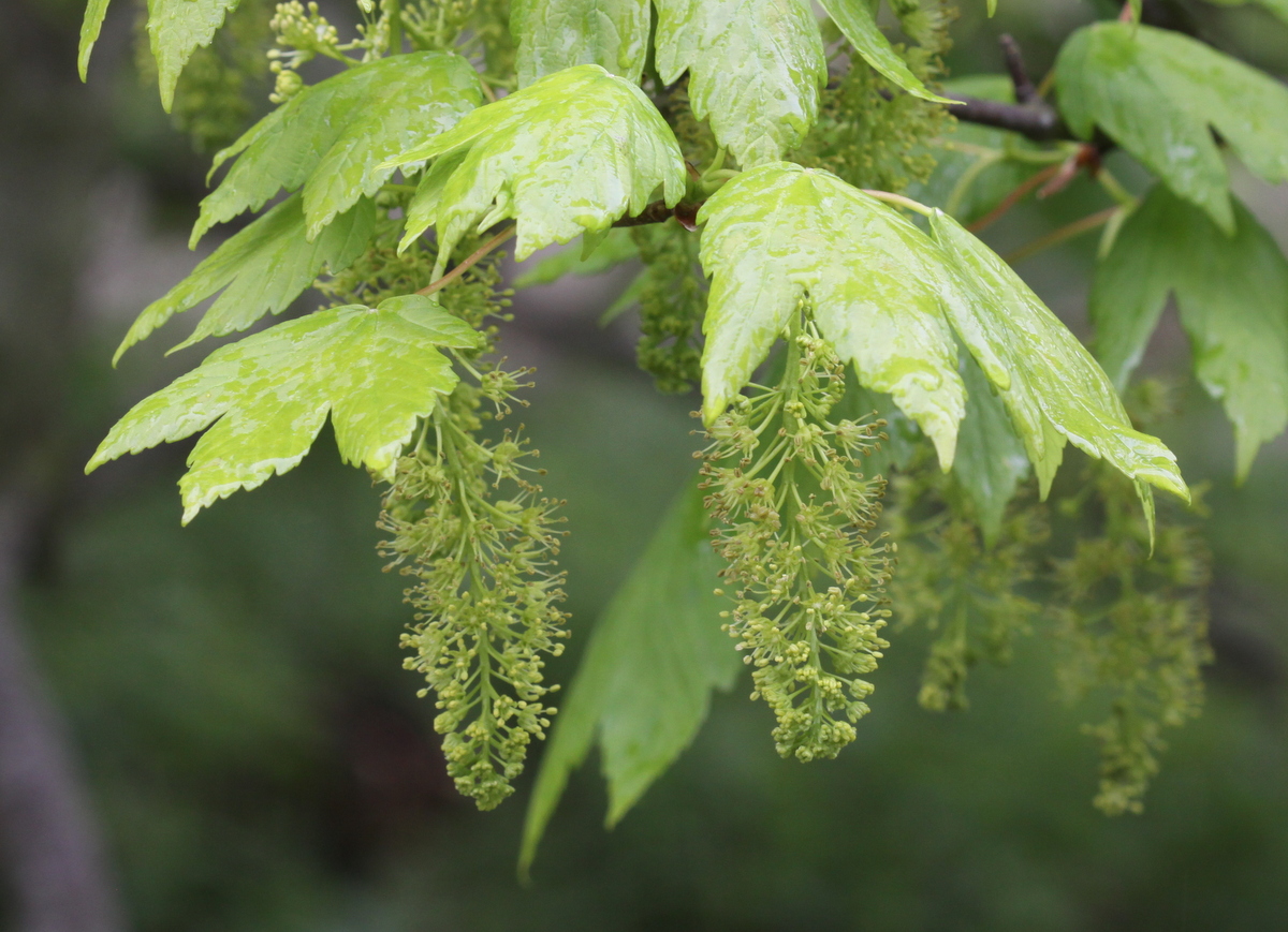 Acer pseudoplatanus (door Peter Meininger)