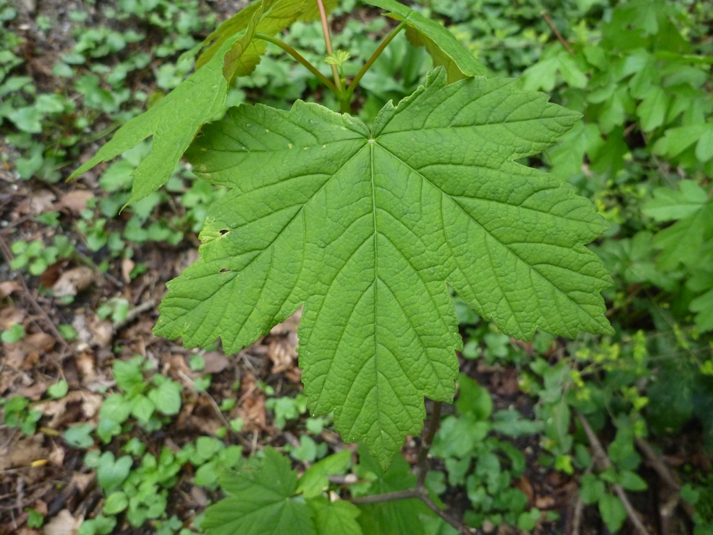 Acer pseudoplatanus (door Cor Nonhof)