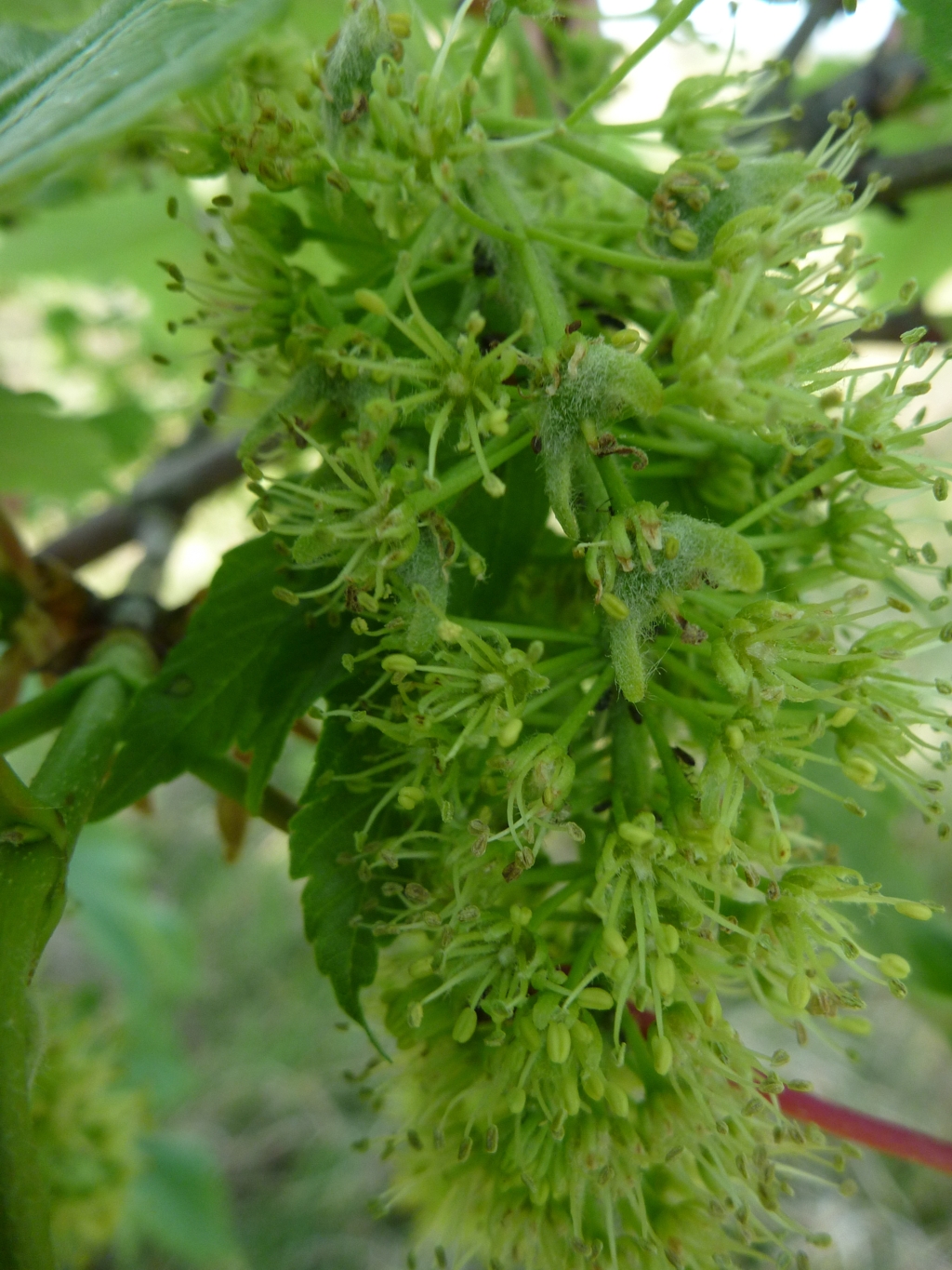 Acer pseudoplatanus (door Cor Nonhof)