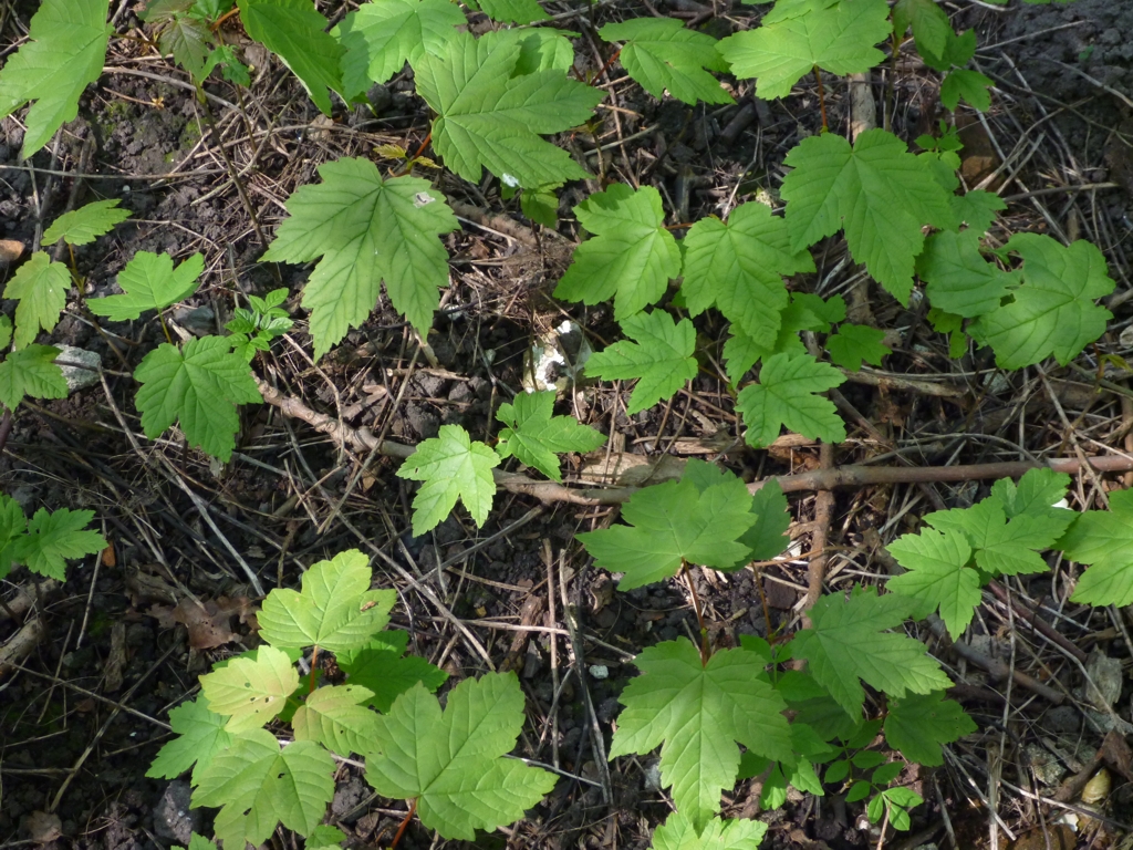 Acer pseudoplatanus (door Cor Nonhof)