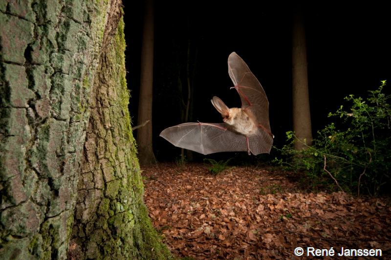 Plecotus auritus (door René Janssen)