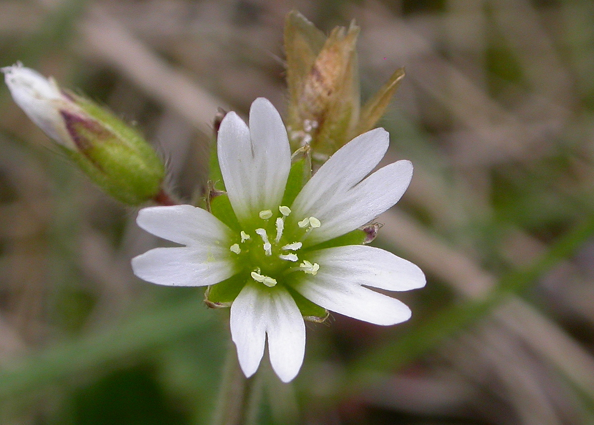 Cerastium fontanum subsp. vulgare (door Peter Meininger)