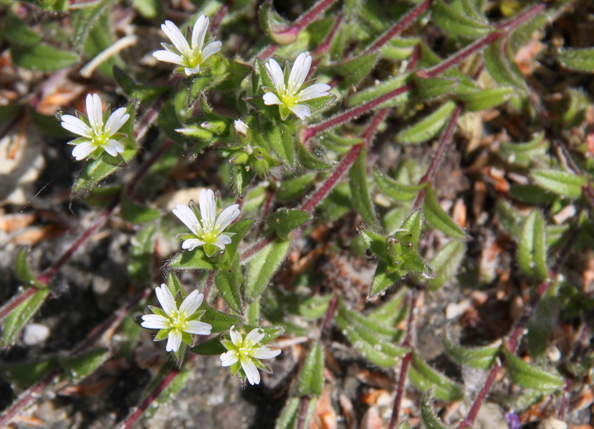 Cerastium fontanum subsp. vulgare (door Peter Meininger)