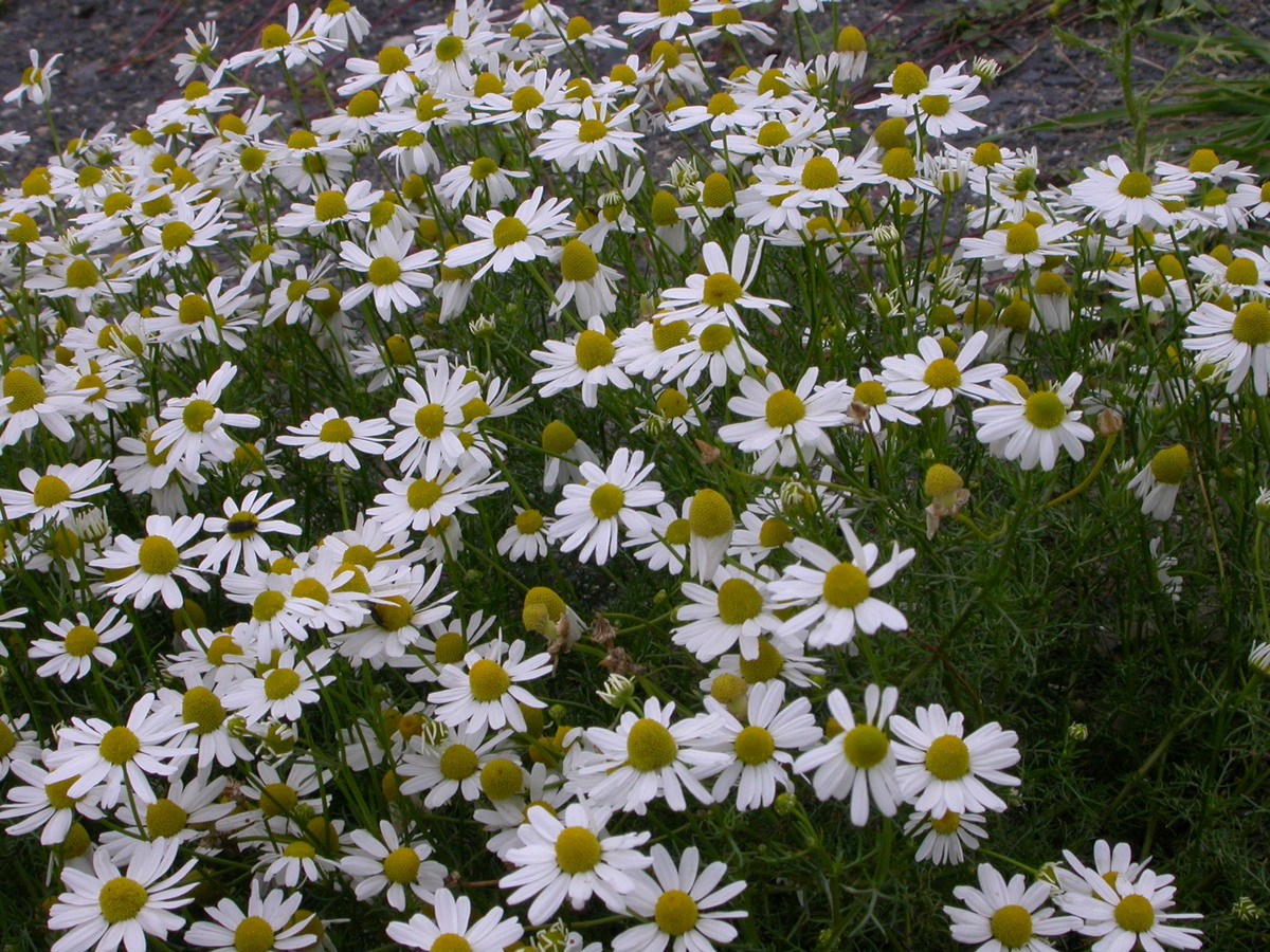 Matricaria chamomilla (door Peter Meininger)