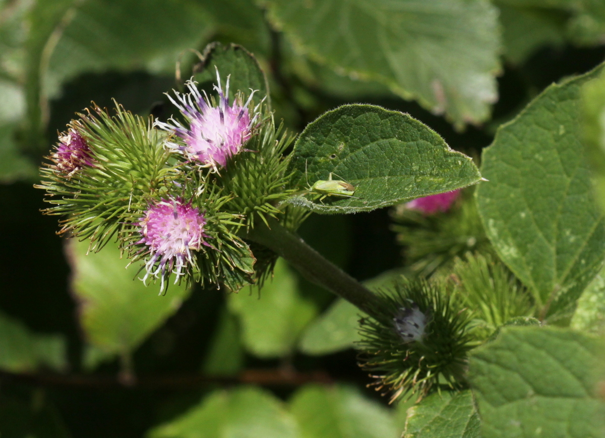 Arctium minus (door Peter Meininger)