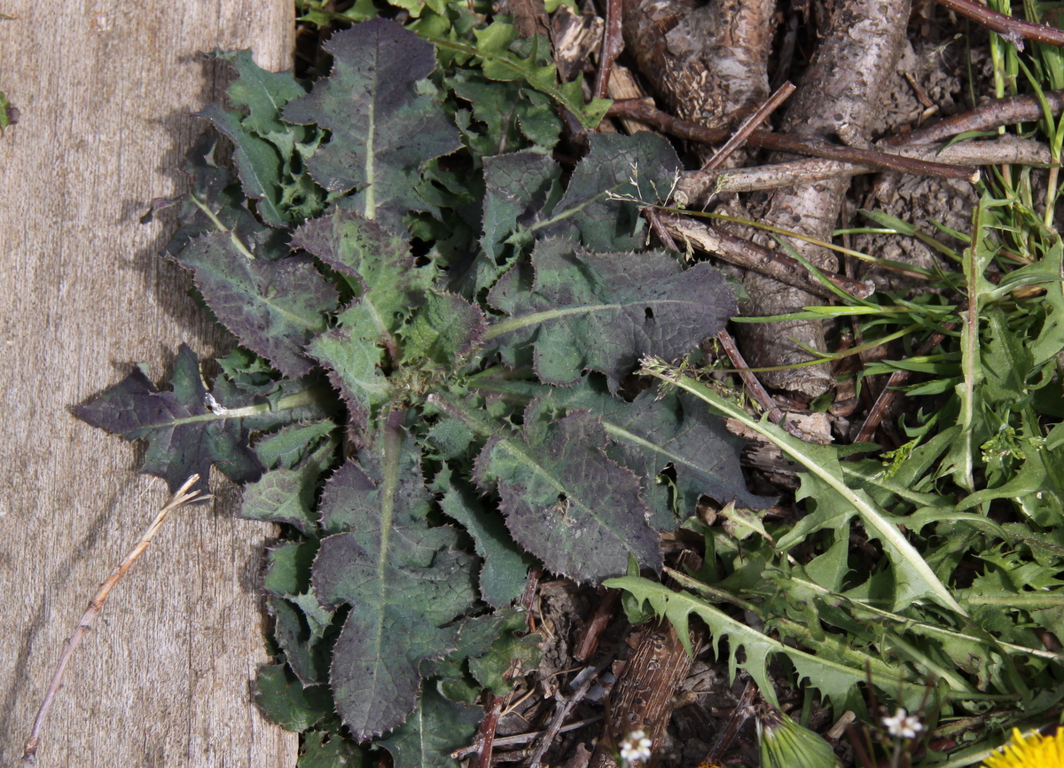 Sonchus oleraceus (door Peter Meininger)