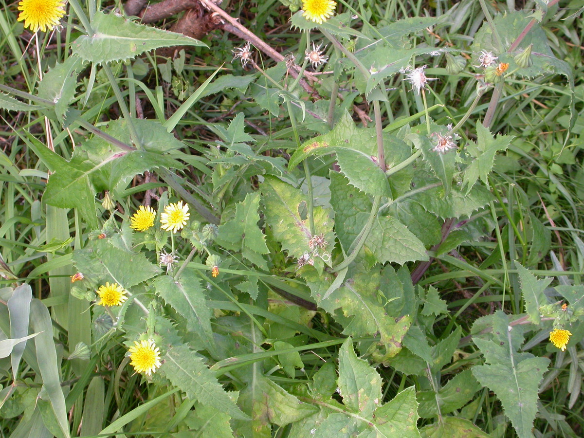 Sonchus oleraceus (door Peter Meininger)