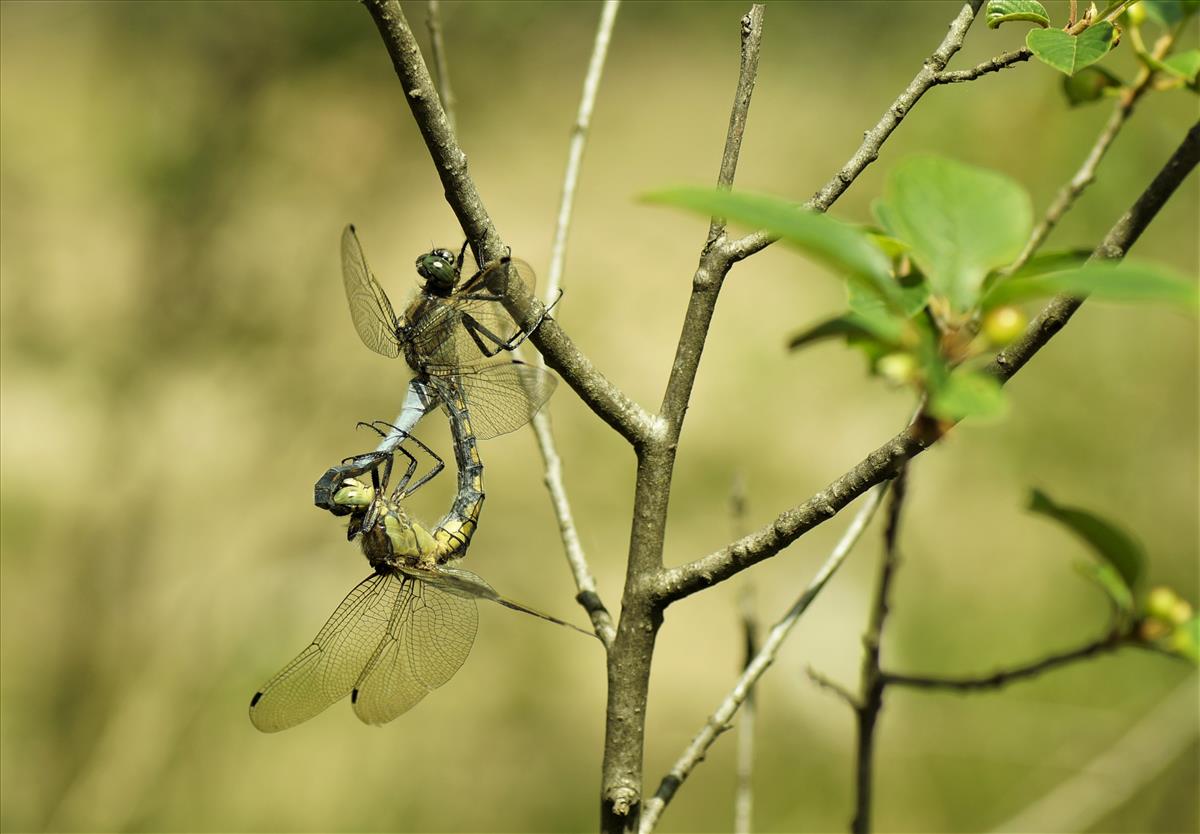 Orthetrum cancellatum (door jelle bakker)