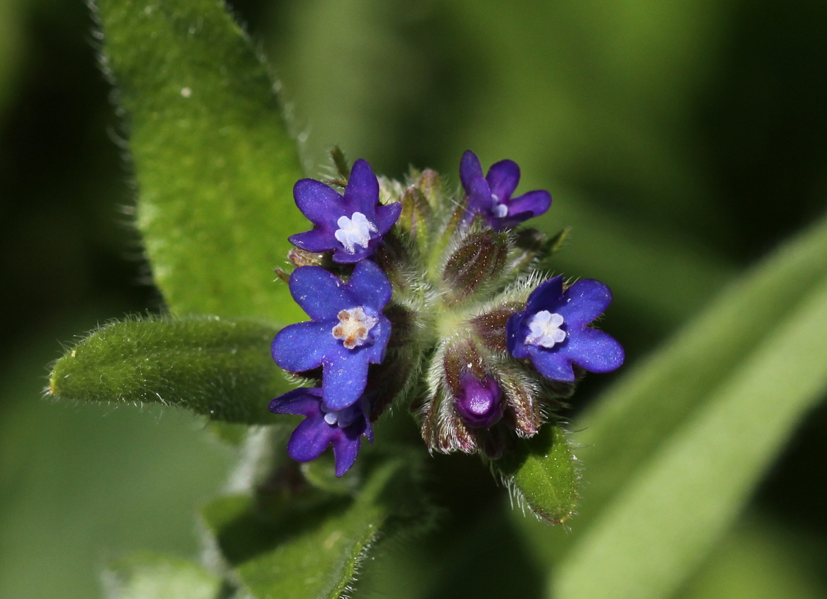 Anchusa officinalis (door Peter Meininger)