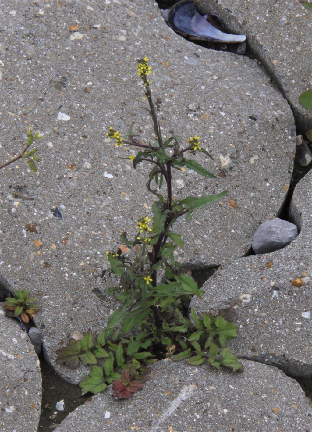 Sisymbrium officinale (door Peter Meininger)