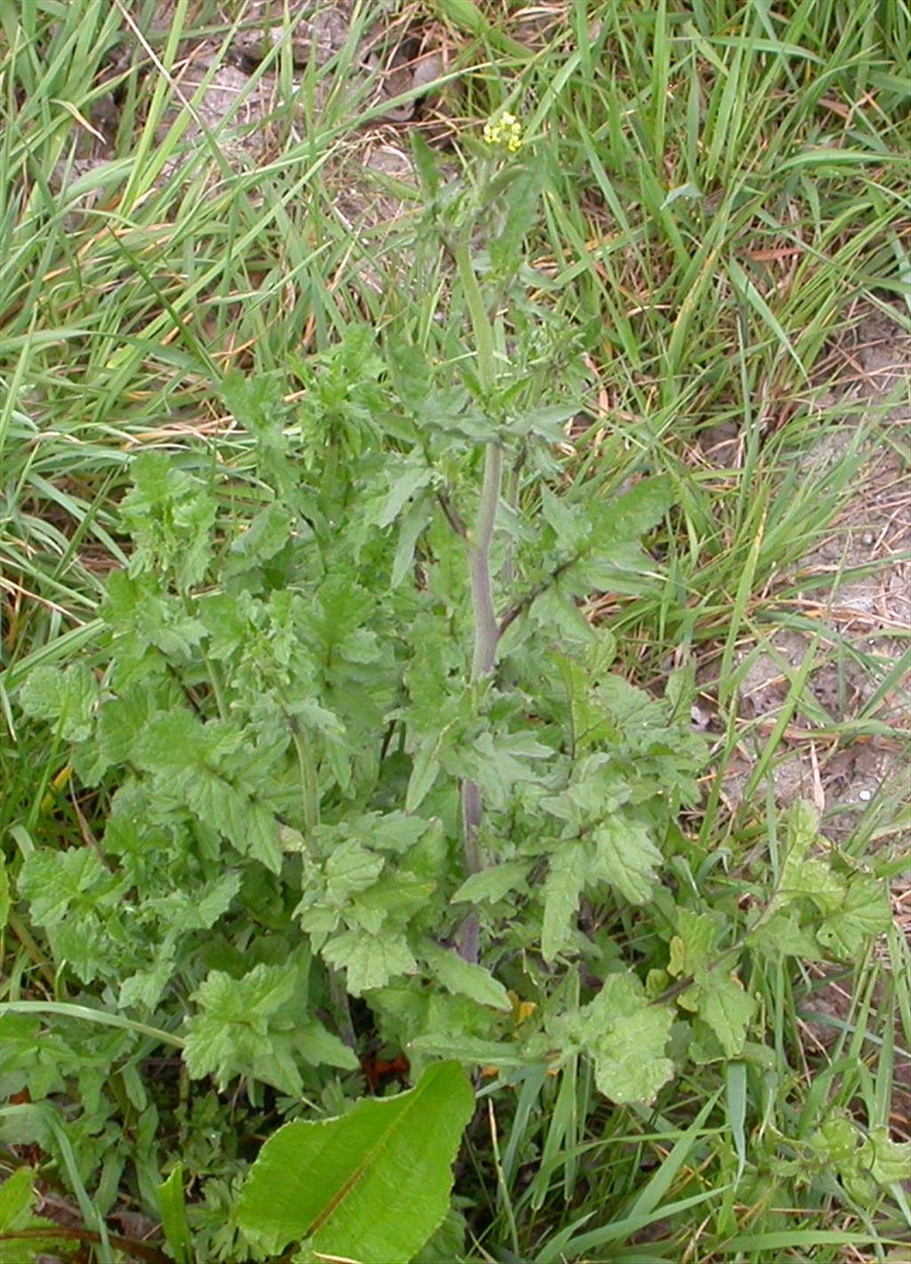 Sisymbrium officinale (door Peter Meininger)