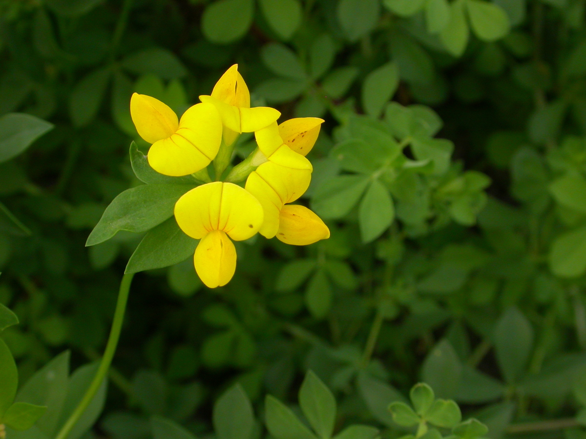 Lotus corniculatus var. corniculatus (door Peter Meininger)