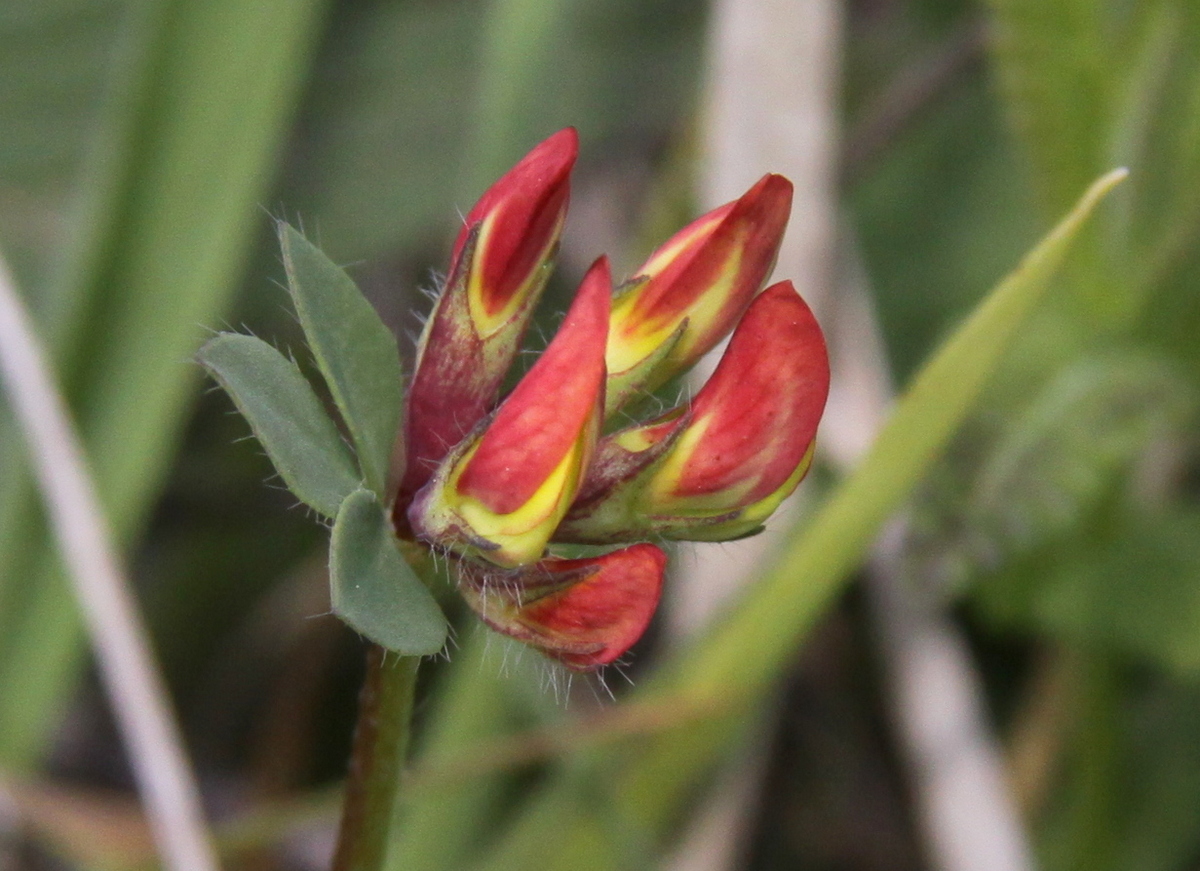 Lotus corniculatus var. corniculatus (door Peter Meininger)