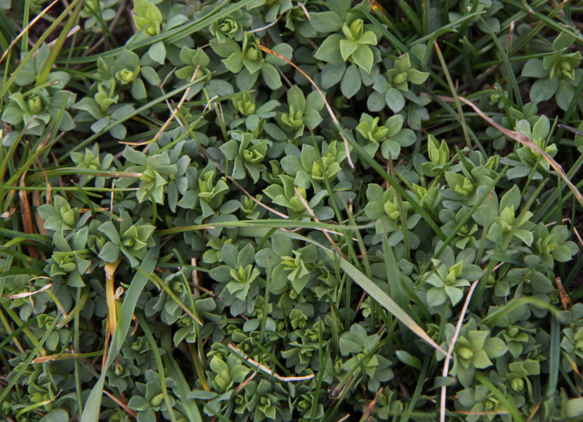 Lotus corniculatus var. corniculatus (door Peter Meininger)