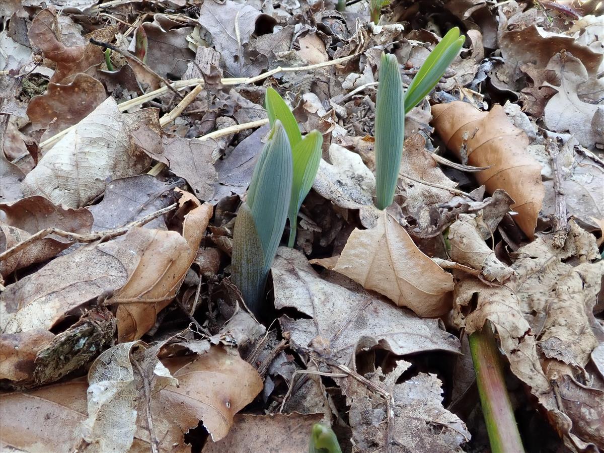 Polygonatum multiflorum (door Edwin Dijkhuis)