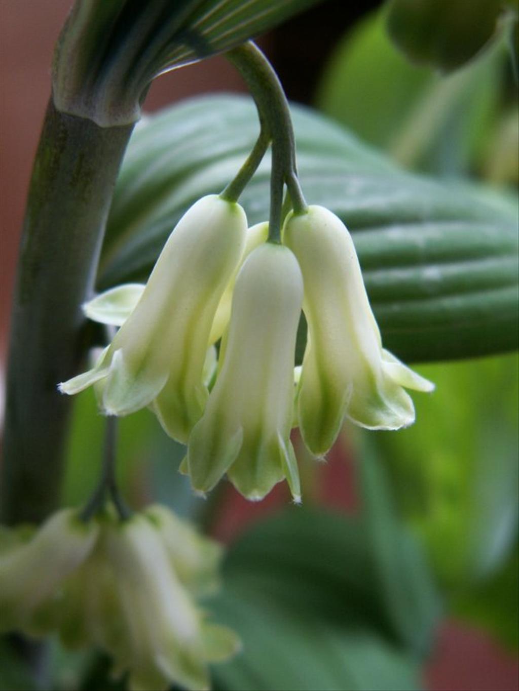 Polygonatum multiflorum (door Han Beeuwkes)