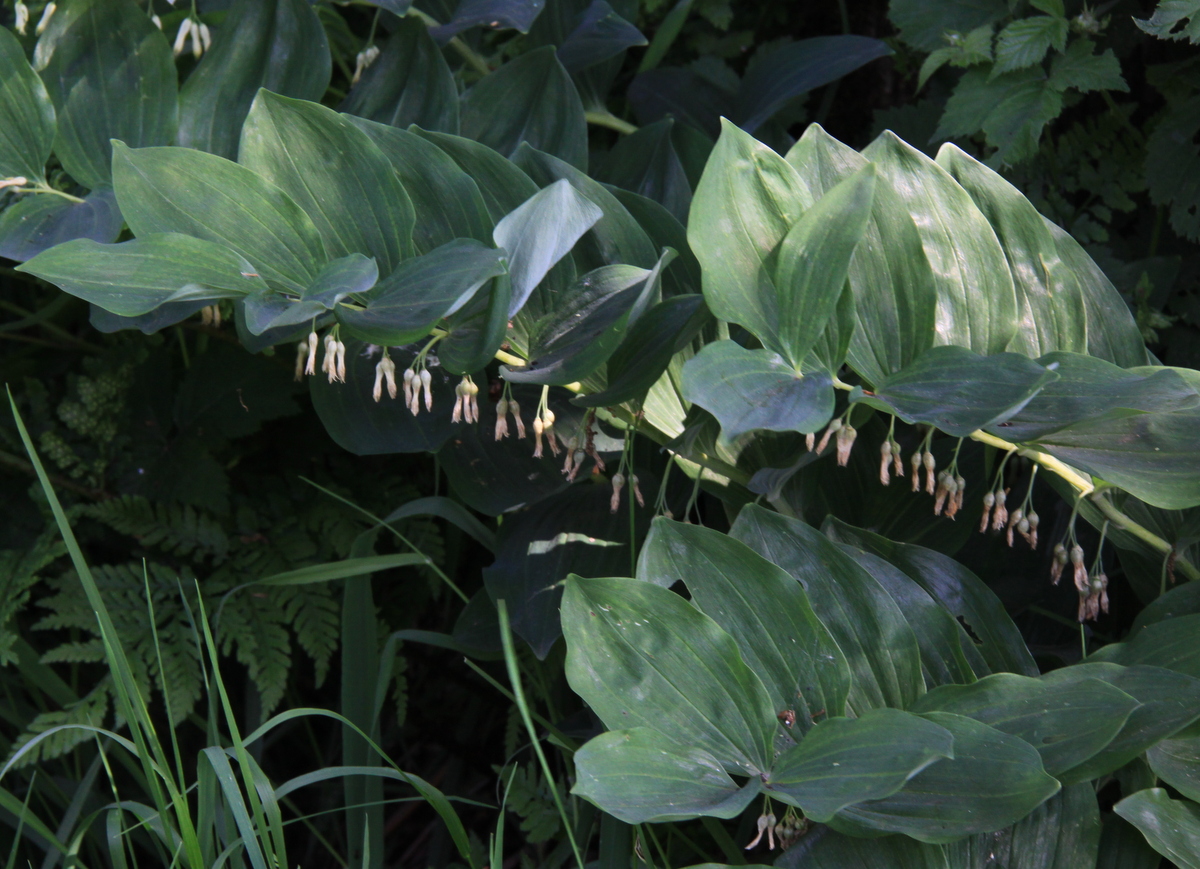 Polygonatum multiflorum (door Peter Meininger)