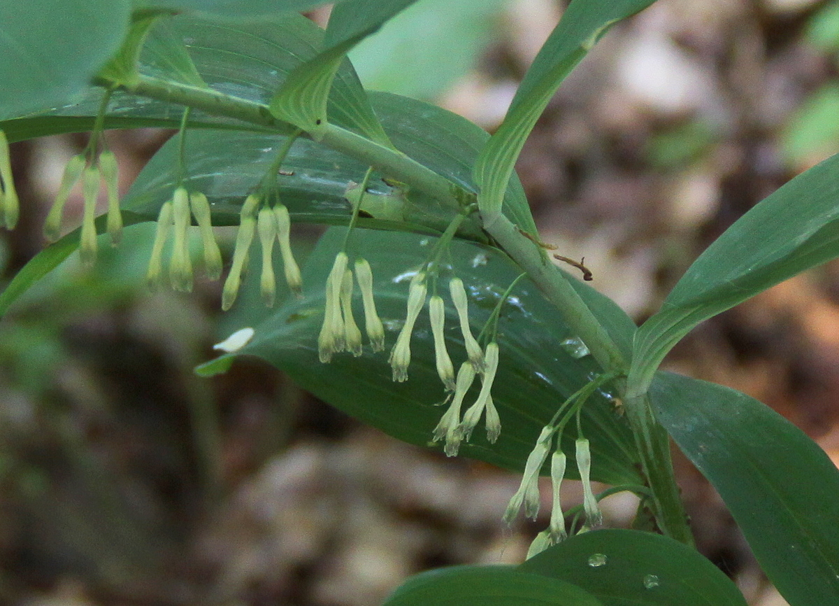 Polygonatum multiflorum (door Peter Meininger)