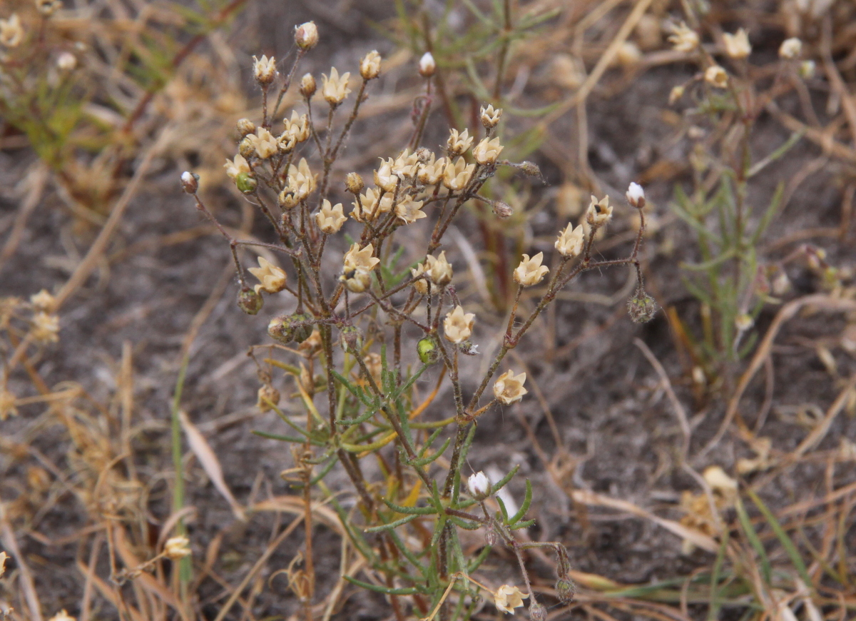 Spergula arvensis (door Peter Meininger)