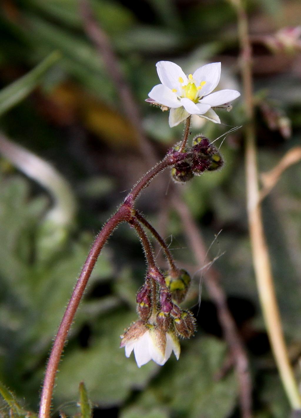 Spergula arvensis (door Peter Meininger)