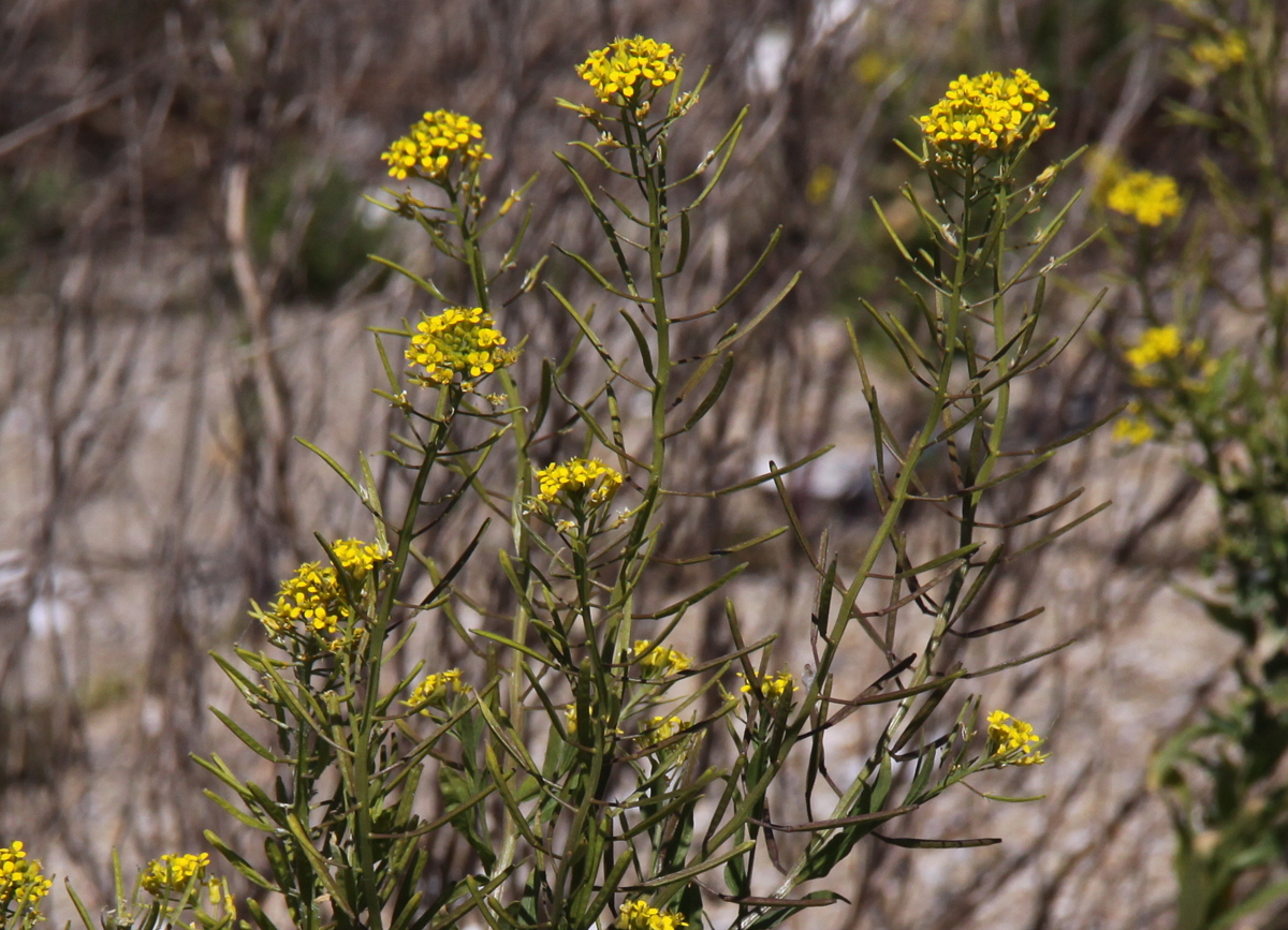 Erysimum cheiranthoides (door Peter Meininger)