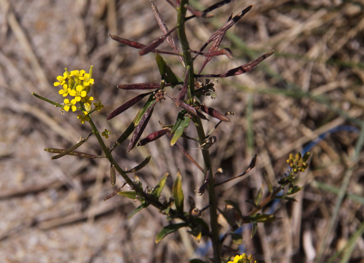 Erysimum cheiranthoides (door Peter Meininger)