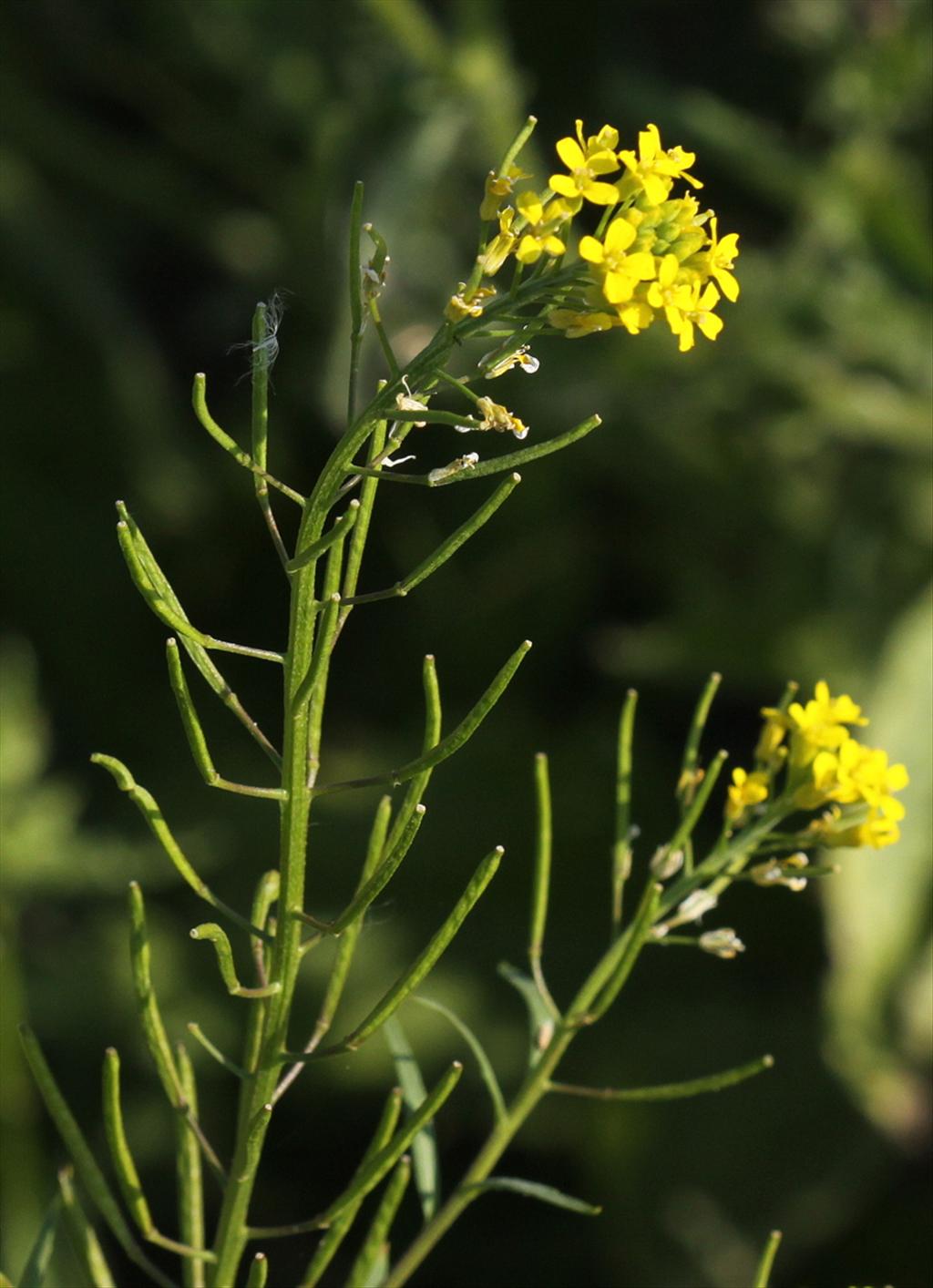 Erysimum cheiranthoides (door Peter Meininger)