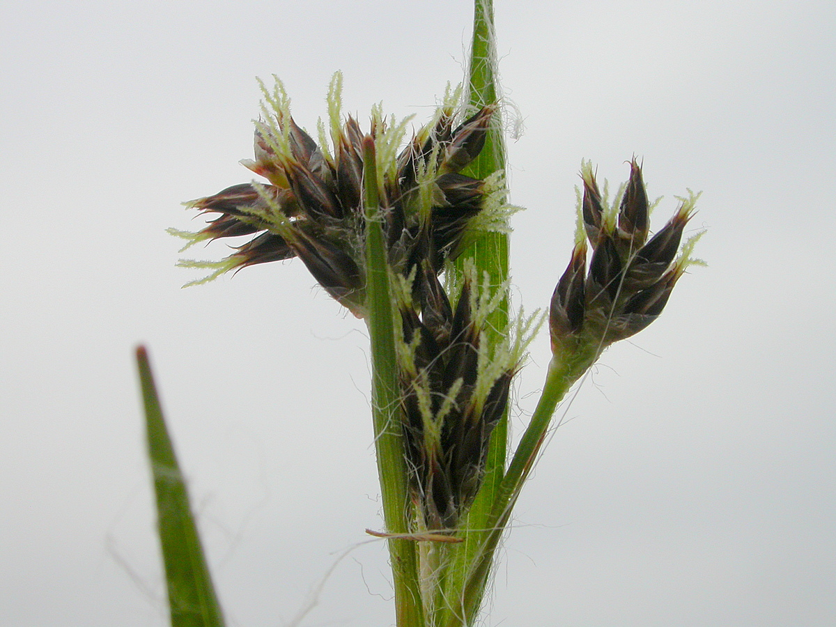 Luzula campestris (door Peter Meininger)