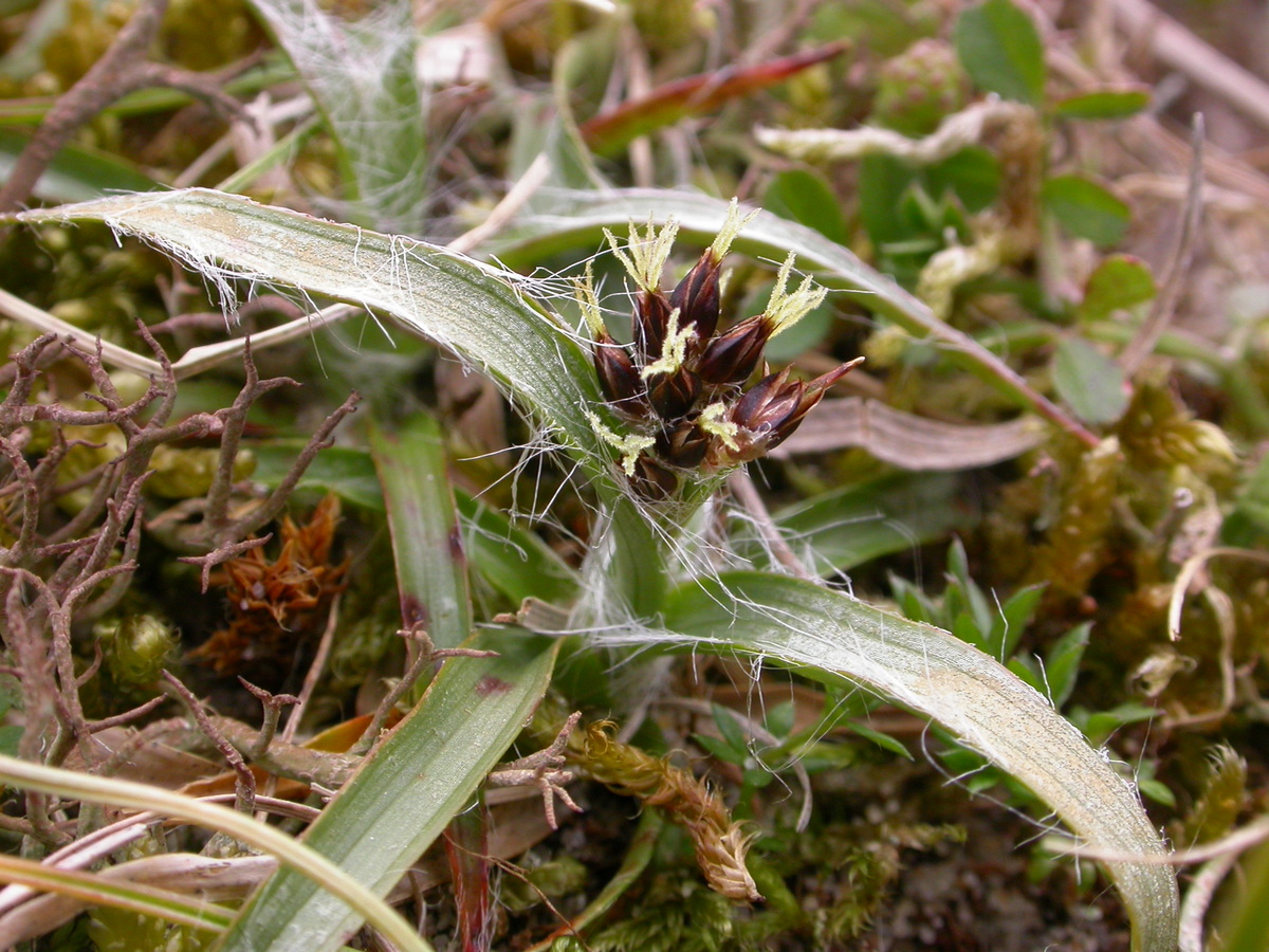 Luzula campestris (door Peter Meininger)