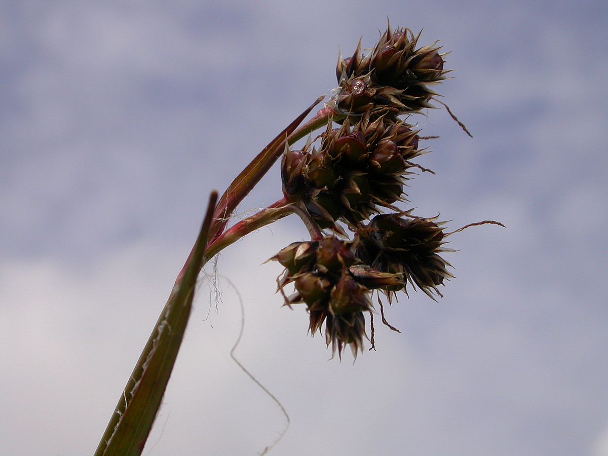 Luzula campestris (door Peter Meininger)