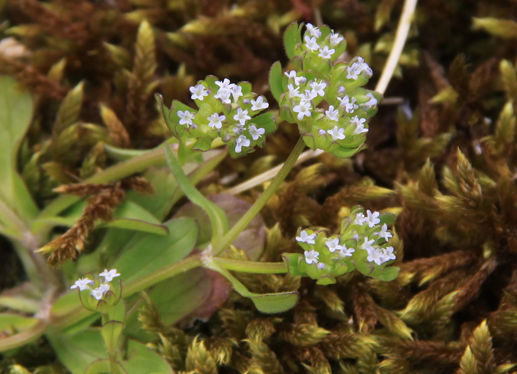 Valerianella locusta (door Peter Meininger)