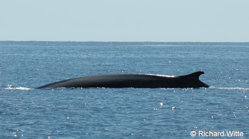 Balaenoptera physalus (door Richard Witte)