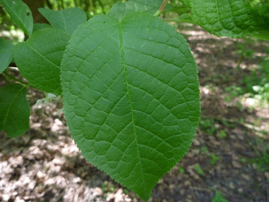 Prunus padus (door Cor Nonhof)