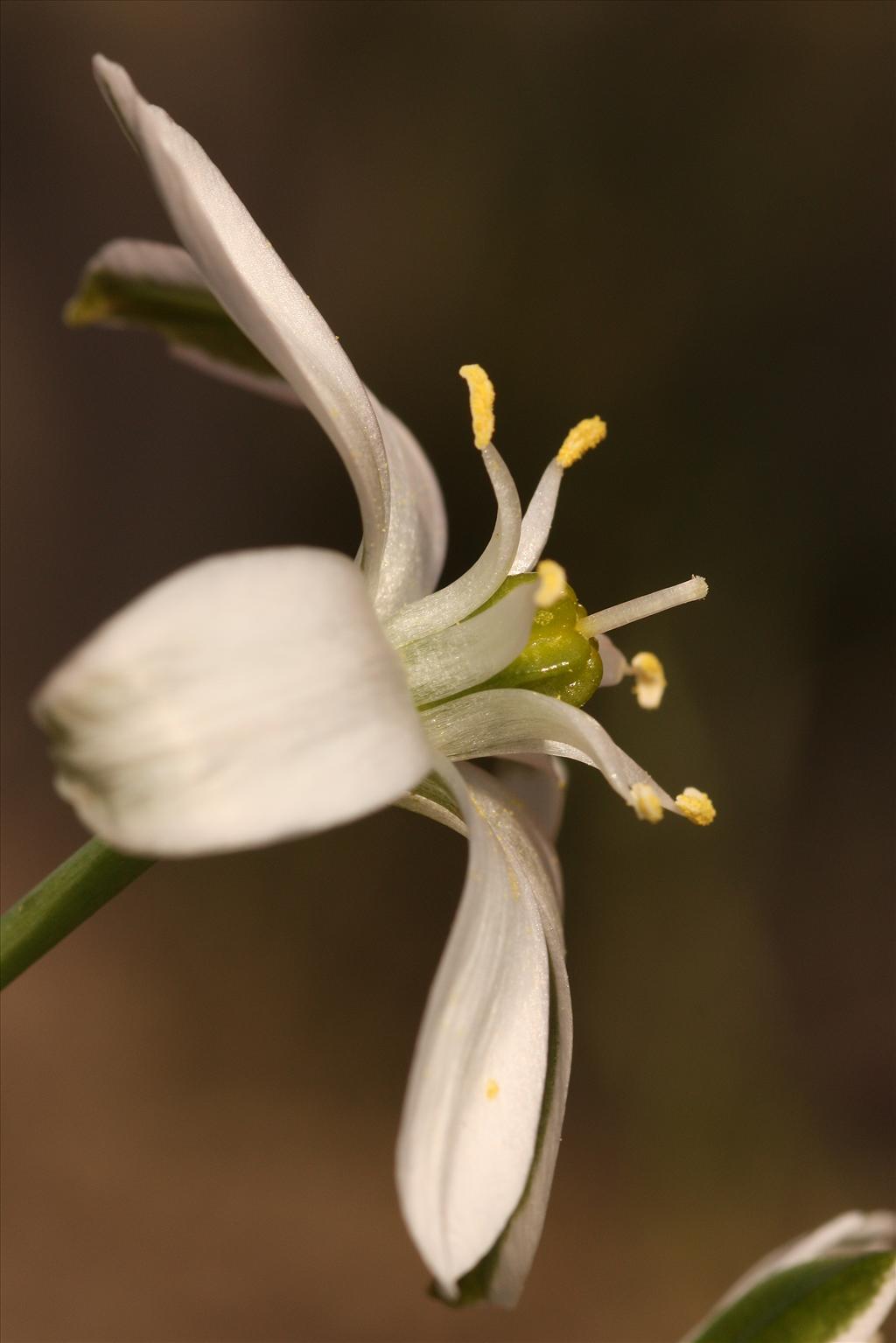 Ornithogalum umbellatum (door Edwin de Weerd)