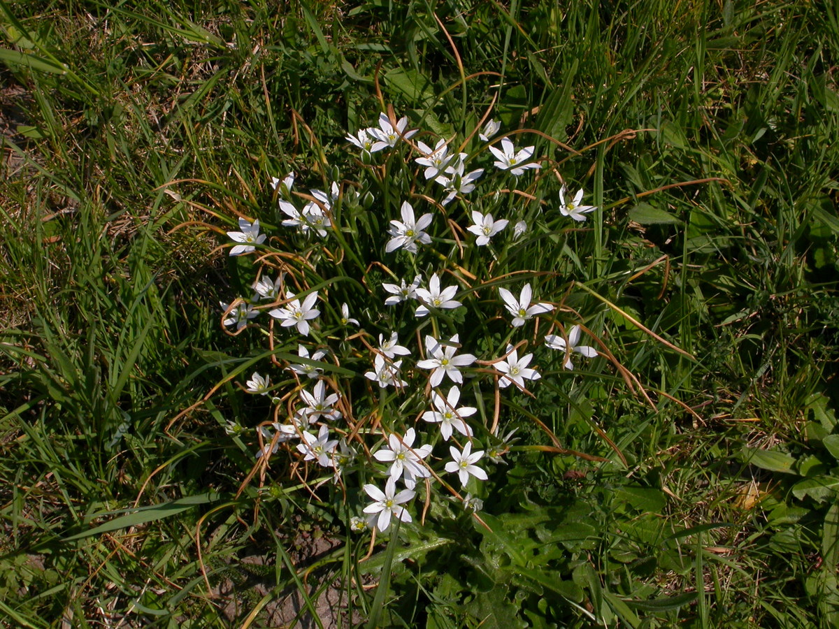 Ornithogalum umbellatum (door Peter Meininger)