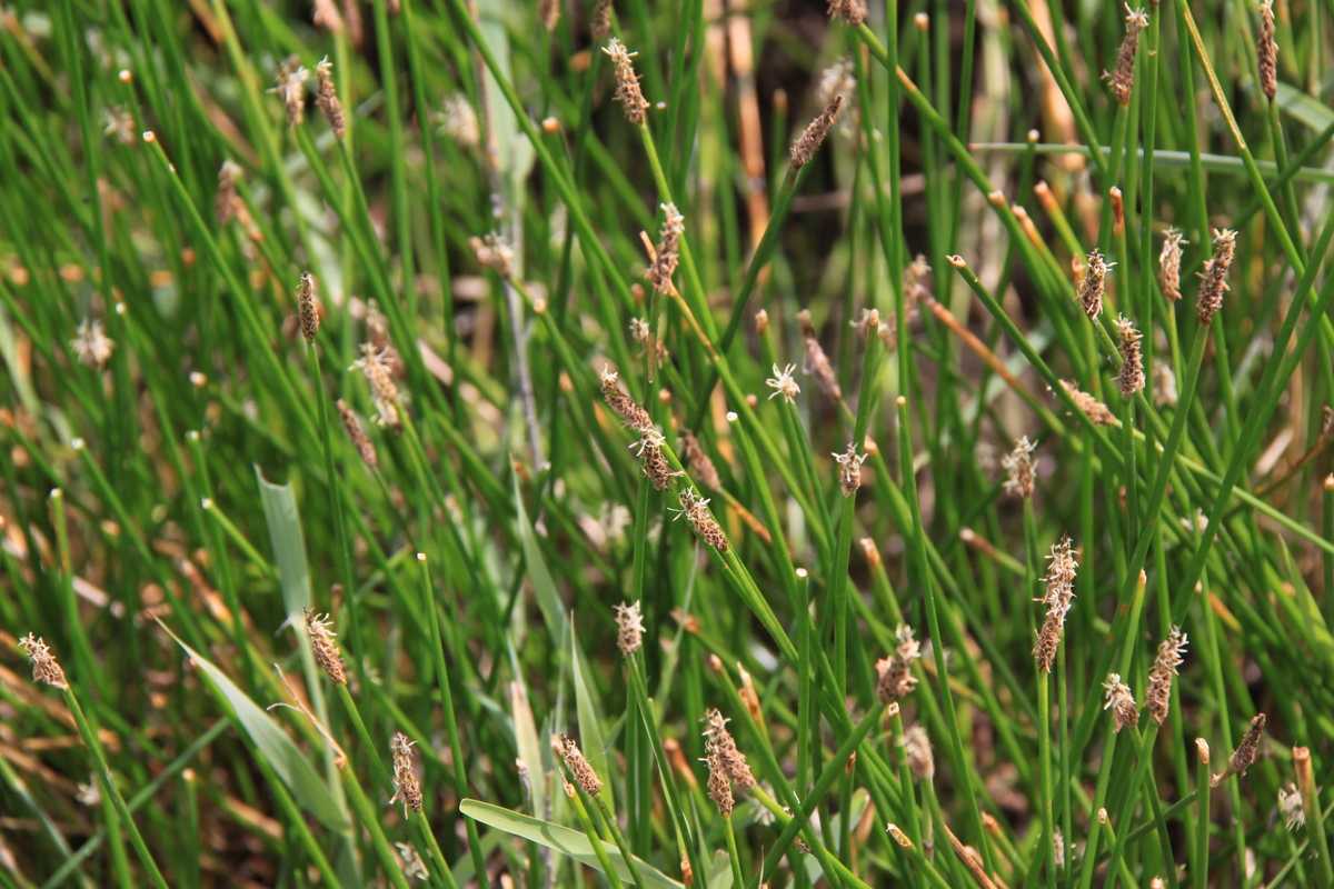 Eleocharis palustris (door Peter Meininger)